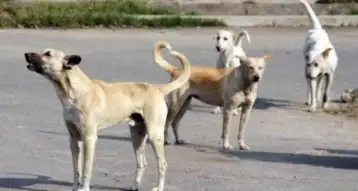 تحرك برلماني يطالب الحكومة بخطة لمواجهة انتشار الكلاب الضالة