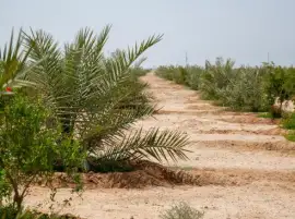 طلب مناقشة في مجلس الشيوخ: 3%من الأراضي الزراعية مهددة بسبب التصحر