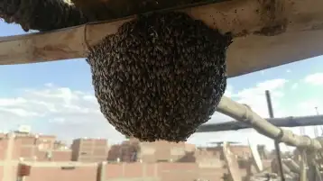 النحل القزم.. خطر صامت يهدد المواطنين وقلق من أضراره على النحل المصرى