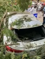سقوط شجرة يهشم سيارة لاعب فريق البنك الأهلي بمدينة نصر