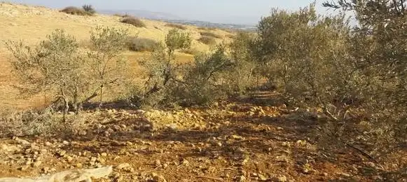 زراعتها تستغرق عشرات السنوات... مستوطنون يخربون 150 شجرة زيتون بالأغوار الشمالية (صور)
