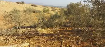 زراعتها تستغرق عشرات السنوات... مستوطنون يخربون 150 شجرة زيتون بالأغوار الشمالية (صور)