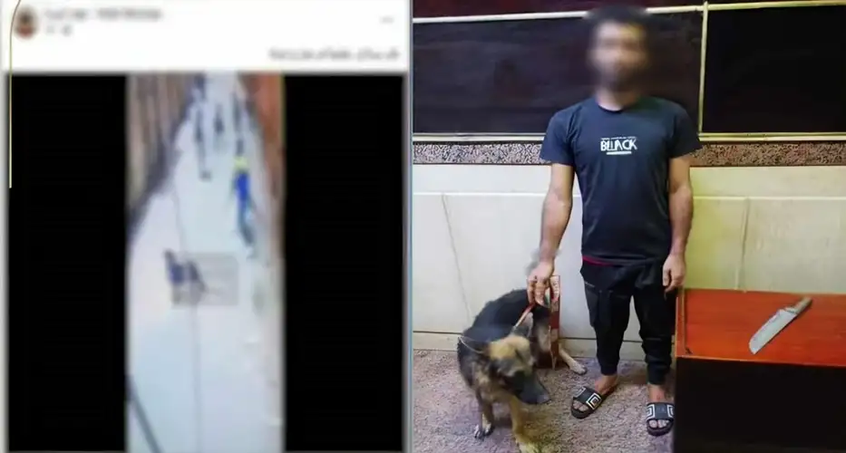 ضبط متهم بممارسة أعمال البلطجة باستخدام كلب وسلاح أبيض في الجيزة