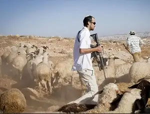 سرقة 200 رأس غنم ومركبة في هجوم لمستوطنين على بلدة غرب رام الله