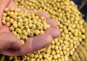 مشتريات الصين من فول الصويا الأمريكي تصل إلى الكمية المستهدافة