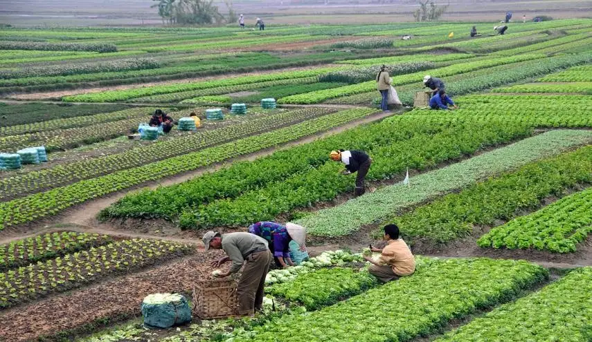 شعبة المواد الغذائية بالجيزة: مصر تعيش العصر الذهبي للأمن الغذائي