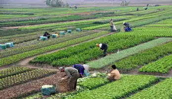 شعبة المواد الغذائية بالجيزة: مصر تعيش العصر الذهبي للأمن الغذائي