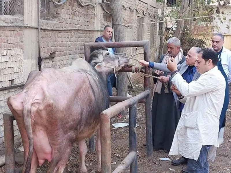 الزراعة: 241 قافلة بيطرية مجانية لدعم صغار المربين في 238 قرية خلال يناير