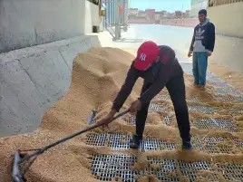 الزراعة: رفع سعر توريد القمح إلى 2350 جنيهًا للأردب حفّز المزارعين