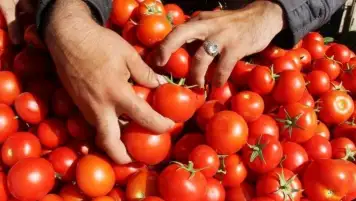 الزراعة: الطماطم انخفضت لـ 20 جنيها.. ورفعنا سعر توريد أردب القمح لـ 2500 مراعاة للفلاح