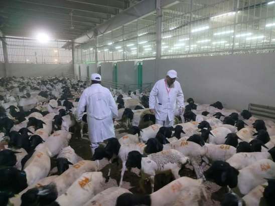 الزراعة: بدء أعمال البعثة المصرية للإشراف على الهدي والأضاحي بالسعودية