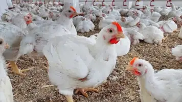 شعبة الدواجن: انخفاض الأسعار يهدد الصناعة.. وتراجع الأسعار غير منطقي وخطير