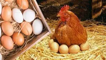 شعبة الدواجن: أسعار الكتاكيت تهبط 316% بسبب عزوف المنتجين عن دخول دورات جديدة