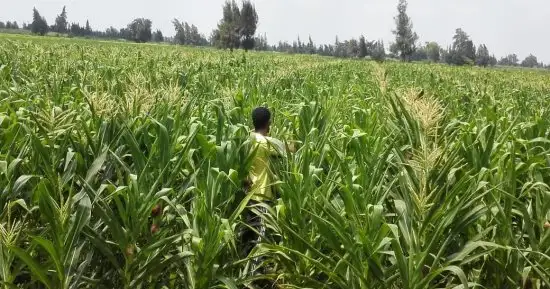 إنفوجراف.. مجلس الوزراء يرصد أوضاع القطاع الزراعي قبل 30 يونيو وبعدها