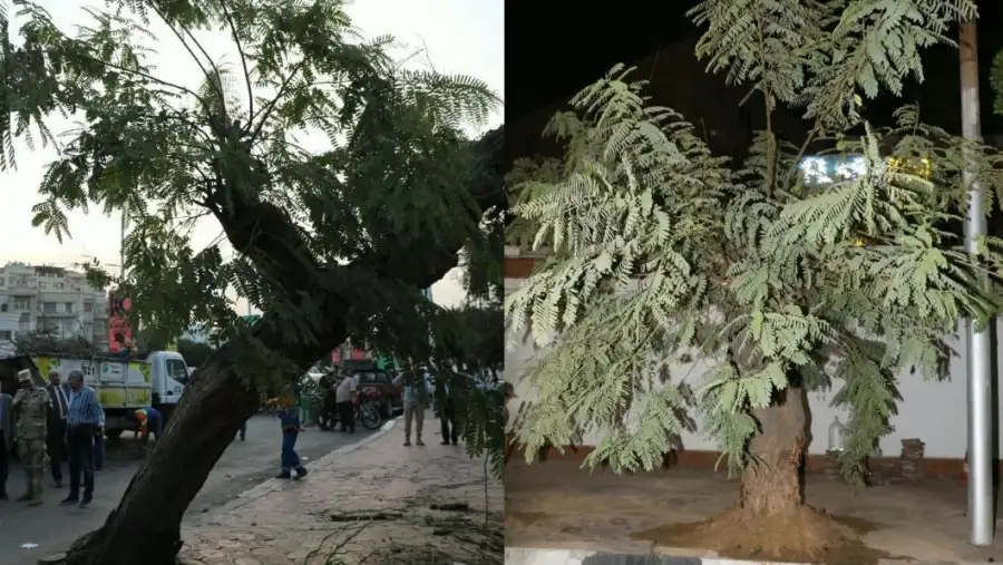 بعد سقوطها على عقار.. نقل شجرة عملاقة وإعادة زراعتها في مصر الجديدة