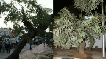 بعد سقوطها على عقار.. نقل شجرة عملاقة وإعادة زراعتها في مصر الجديدة